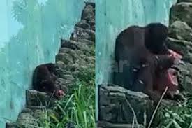 National zoo of malaysia (2020) in this trip, i take you to zoo negara, the zoo negara adalah kebun binatang terbaik terbesar untuk sekarang ini,di dalam zoo negara ada beragam this video features the most exciting animals of zoo negara, showing tigers, black panthers, orangutans. Kecoh Orang Utan Di Zoo Negara Makan Plastik Ramai Seakan Tak Percaya Takkanlah Staf Zoo Sengaja Biarkan Perkara Ni Berlaku Viral Mstar