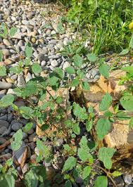 Image result for Boerhavia erecta