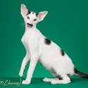 Oriental Shorthair Kittens For Sale