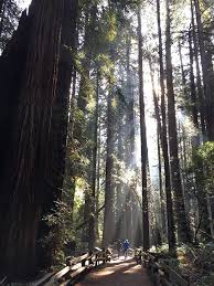 5 Of The Most Beautiful Hikes You Can Do In The Us Beautiful Hikes Muir Woods National Monument Muir Woods