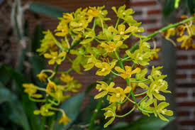 Image result for Orchidaceae