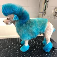 It will cause them to have ear infections because they have ears that make it easier for them to trap water. Opawz Permanent Dye For Dog And Horse Cute Little Animals Dog Dye Dog Hair Dye