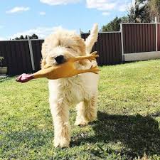This breed has seen an increase in popularity recently as people love the hypoallergenic properties any breed mixed with a poodle can possess. 11 Things You Have To Know Before Owning A Sheepadoodle Animalso