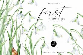 Beautiful, classy and unique bouquet for bride on wedding day. Watercolor Spring Flowers Clipart White Snowdrop Flowers For Easter Spring Wedding Greeting Cards In Illustrations On Yellow Images Creative Store
