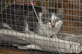 Gabapentin should be used with caution for animals with in the meantime, veterinarians are turning more towards gabapentin for pain relief in their patients. Study Can A Human Drug Help Community Cats Experience Less Stress During Tnr Chew On This