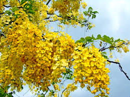 Includes botanical name, common name, potential height, flower color i am the horticulture extension agent in lee county, southwest florida. Miami S Flowering Trees Of June Living In The Blue Ridge Mountains Of North Carolina A Blog