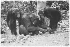 Image result for Coula