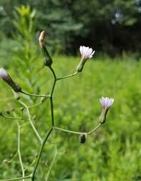 Image result for Lactuca schultzeana