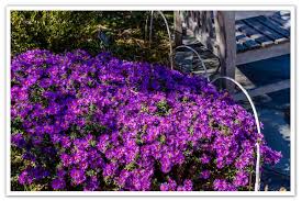 New york ironweed vernonia noveboracensis: Aster Purple Dome New England Aster Sugar Creek Gardens