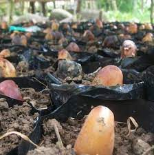 Tidak perlu rumit, perawatan tanaman ini sangat sederhana, hampir. 13 Cara Menanam Durian Dari Biji Biar Cepat Berbuah