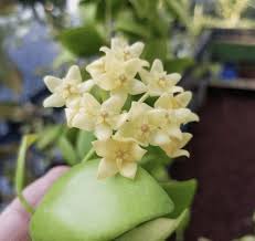 Check spelling or type a new query. Hoya Krimson Queen Royal Plant Care Guide