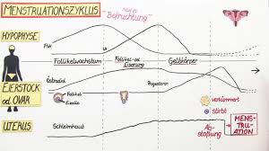 Der weibliche zyklus beginnt am ersten tag der menstruation, die etwa vier bis fünf tage anhält. Menstruationszyklus Biologie I Inkl Ubungen