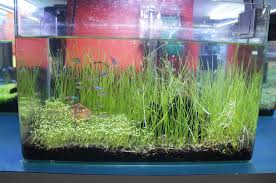 Dwarf Hairgrass Complete Care Guide: Plant Information And Owner'S Guide -  Everything Fishkeeping