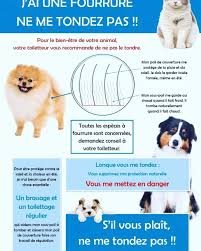 We did not find results for: Salon De Toilettage Pil Poil Cysoing Home Facebook