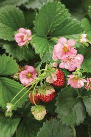 Maybe you would like to learn more about one of these? Berried Treasure Pink Strawberry Fragaria Ananassa Proven Winners
