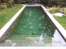 Daniela toman, kunigunde wannow isbn 10: Graf Gartenbau Schwimmteich Gmbh Gartenbau Badeteiche Und Schwimmteiche