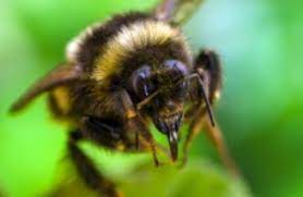 The female haploid generation (the workers) can sting. Debunked Will A Bee Die If It Stings You Thejournal Ie