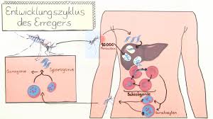 Der erreger plasmodium falciparum der malaria greift dabei die inneren organe an und kann zu einem kompletten organversagen führen. Malaria Gefahrliches Sumpffieber Erklart Inkl Ubungen