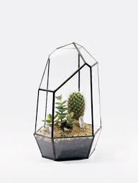 Everyone Needs A Catus In The House Super Easy To Take Care Of Air Plants Decor Plant Decor Glass Terrarium