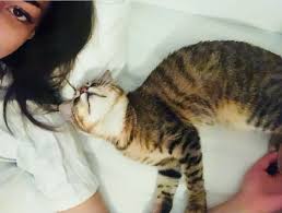 Pin By Zey On Dilan Deniz Cats Animals Instagram