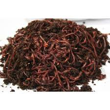 I decided to start raising red wigglers and begin phasing out my mealworm farm for several. Worms Red Wigglers Buildasoil