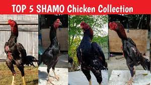 Top 5 Shamo Chicken Breed Collection - YouTube