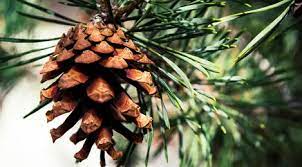 Check spelling or type a new query. Menghirup Bau Pohon Pinus Terbukti Bisa Turunkan Stres Lifestyle Fimela Com