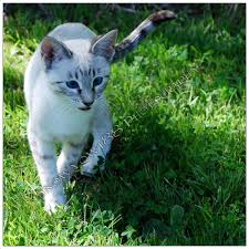 The wild ancestor of the domestic cat species had tabby stripes. Light Gray Tabby She Cat With Blue Eyes