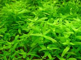 Image result for Elatine