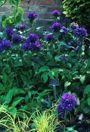 Image result for campanula glomerata