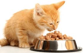 A high fiber diet might be useful for combating constipation, diarrhea, hairball or weight issues but you could try other tactics for each problem before resorting to check out our page on the best cat food for weight loss if you need tips to get your kitty's weight down rather than hitting the high fiber option! 7 Best High Fiber Cat Food Stop That Upset Tummy Pawsome Kitty