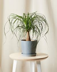 We did not find results for: 31 Cat Friendly Plants Safe For Your Furry Friend Purewow