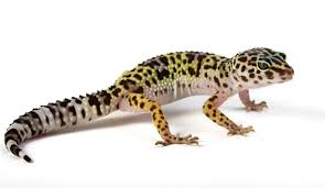 What is the text talking about how to breed leopard geckos. Basic Information Sheet Leopard Gecko Lafebervet
