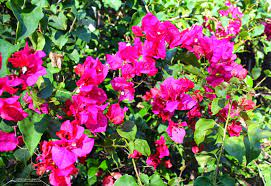 Discover hundreds of ways to save on your favorite products. Phillip S Natural World Florida S Thorniest Native Plants