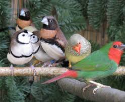 Baby Bird With No Feathers Verschiedene Prachtfinken Pet Rodents Beautiful Birds Little Birds