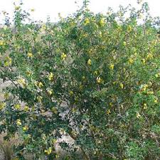 Image result for Crotalaria capensis