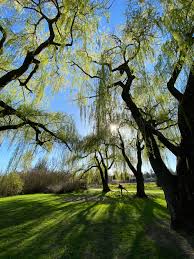 Golf is camaraderie at a deeper level. Golf Is A Good Walk Spoiled Disc Golf Is A Walk Made Good Discgolf