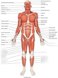 There are approximately 640 skeletal muscles within the typical human, and almost every muscle constitutes one part of a pair of identical bilateral muscles, found on both sides, resulting in approximately 320 pairs of muscles, as presented in this article. Superficial Skeletal Muscles Diagram Quizlet