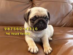 1 is a silver platinum 1 is a chocolate/tan brindle these puppies are very rare colours and as a breeder i have never seen these colours before! Top Line Up Pug Dogs At Silchar Silchar Zamroo