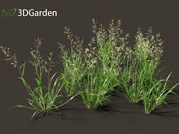 Image result for Eragrostis cilianensis