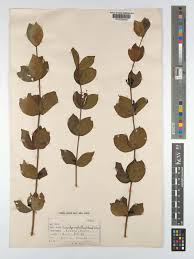 Image result for Fadogia ancylantha