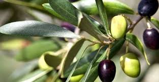 Cara budidaya buah zaitun di indonesia kampustani com. Aura Draja Minuman Botani Khasiat Daun Zaitun Yang Kita Perlu Tahu
