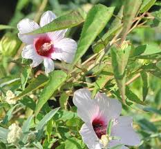 Image result for Hibiscus ludwigii