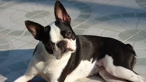 Ppvc Breed Specific: The Lively Boston Terrier