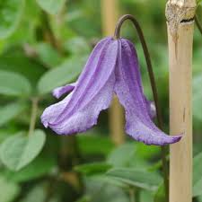 Kapow at 519 clematis street. Eriostemon Clematis Eriostemon Online Kaufen