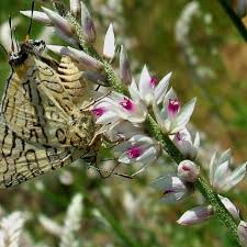 Image result for Stomatostemma monteiroae