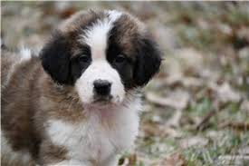 Top 10 Saint Bernard Puppies for Sale in Redding