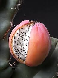 Shop great deals on cacti edible cactus & succulent plants. Cereus Peruvianus Montrose Night Blooming Cactus Plant Edible Fruit 30 Seeds Ebay
