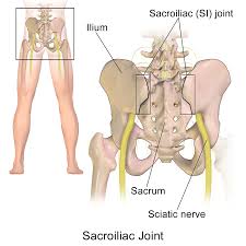 The back the lower back area, known as the lumbar spine, is made up of. Sacroiliac Joint Dysfunction Wikipedia
