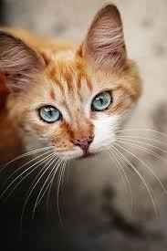 Wishful Thinking Cats Pretty Cats Animals